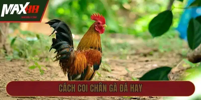 cách coi chân gà đá hay hiệu quả