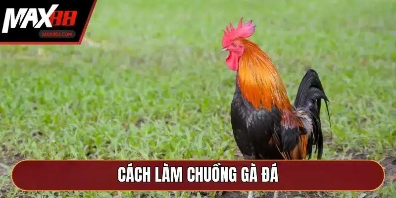 Cách Làm Chuồng Gà Đá