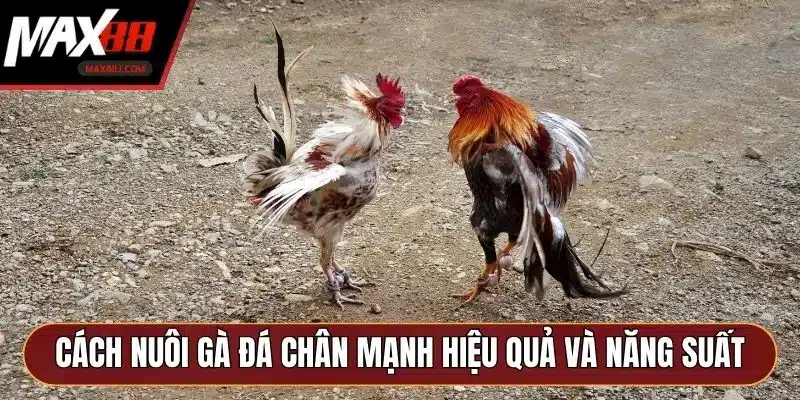 Cách nuôi gà đá chân mạnh hiệu quả và năng suất Cách nuôi gà đá chân mạnh hiệu quả và năng suất