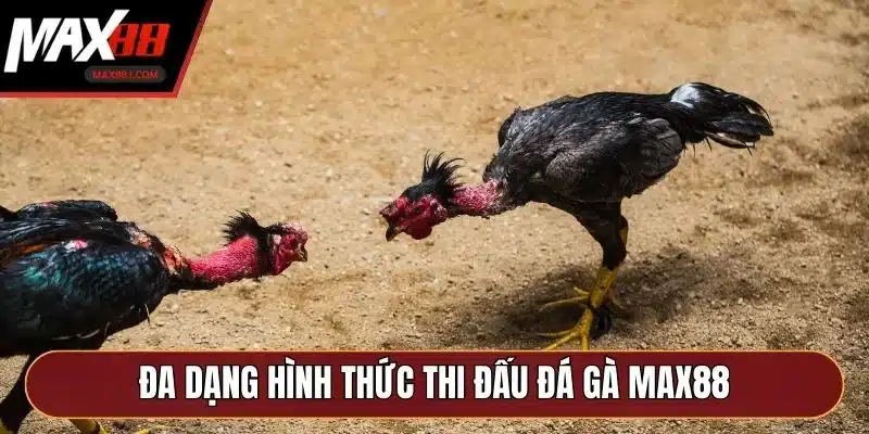Đa dạng hình thức thi đấu đá gà MAX88 Đa dạng hình thức thi đấu đá gà MAX88