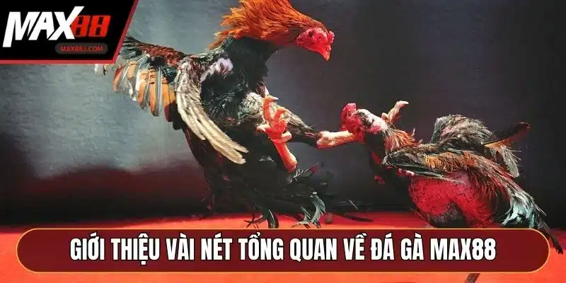 Giới thiệu vài nét tổng quan về đá gà MAX88 Giới thiệu vài nét tổng quan về đá gà MAX88
