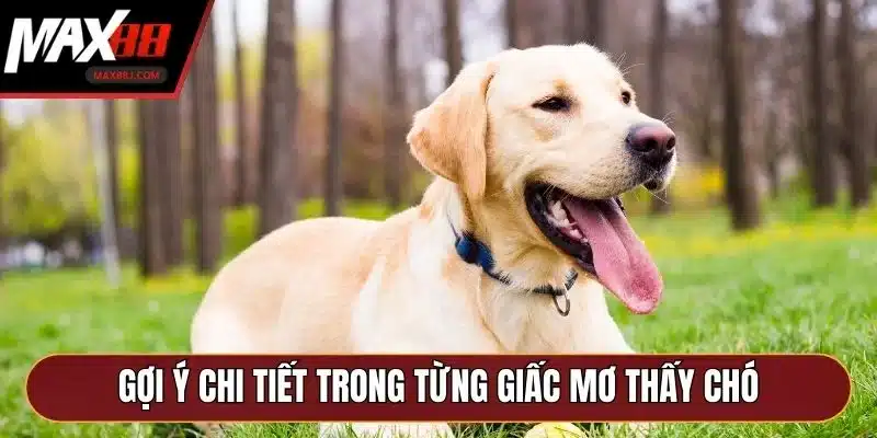 Gợi ý chi tiết trong từng giấc mơ thấy chó Gợi ý chi tiết trong từng giấc mơ thấy chó