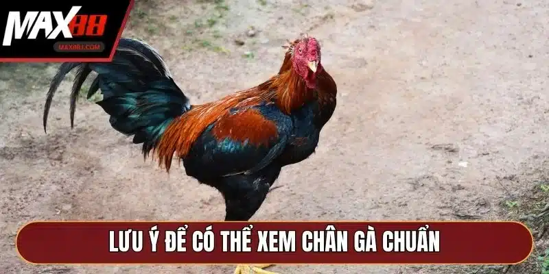 Lưu ý để có thể xem chân gà chuẩn, đặt cược chính xác Lưu ý để có thể xem chân gà chuẩn, đặt cược chính xác