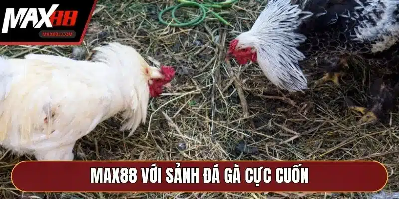 MAX88 với sảnh đá gà cực cuốn MAX88 với sảnh đá gà cực cuốn
