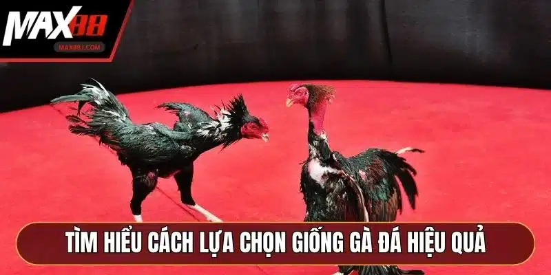 Tìm hiểu cách lựa chọn giống gà đá hiệu quả Tìm hiểu cách lựa chọn giống gà đá hiệu quả