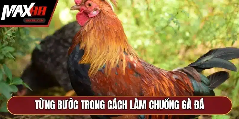 Từng bước trong cách làm chuồng gà đá Từng bước trong cách làm chuồng gà đá